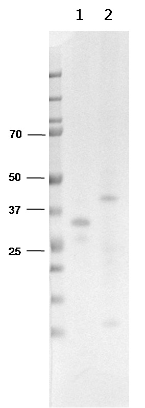 Figure 27. 동물 실험에 사용될 truncated RSV-A2-G 단백질 gel staining