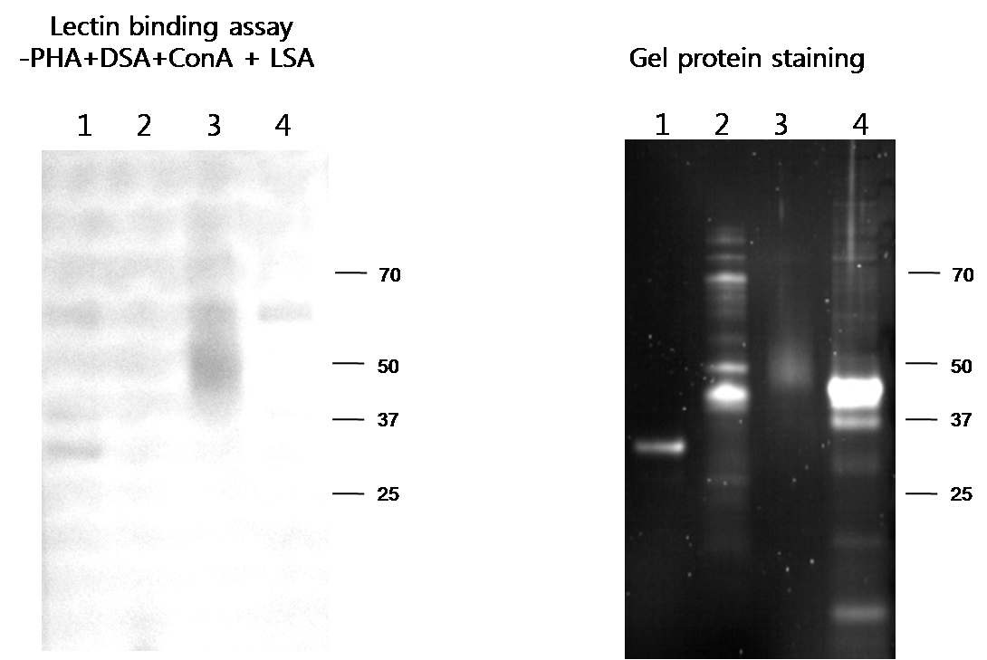 Figure 28. Lectin binding assay을 통한 truncated RSV G 단백질 deglycosylation