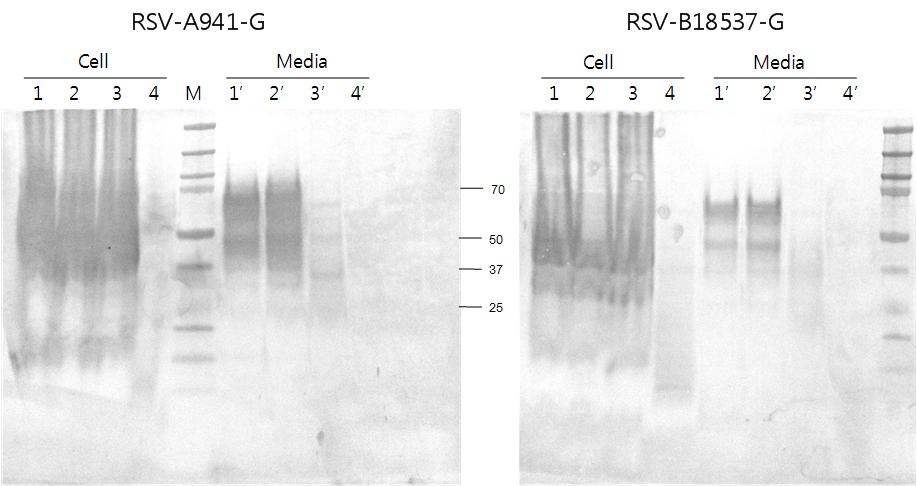 Figure 31. Glycosylated RSV-G 단백질 발현