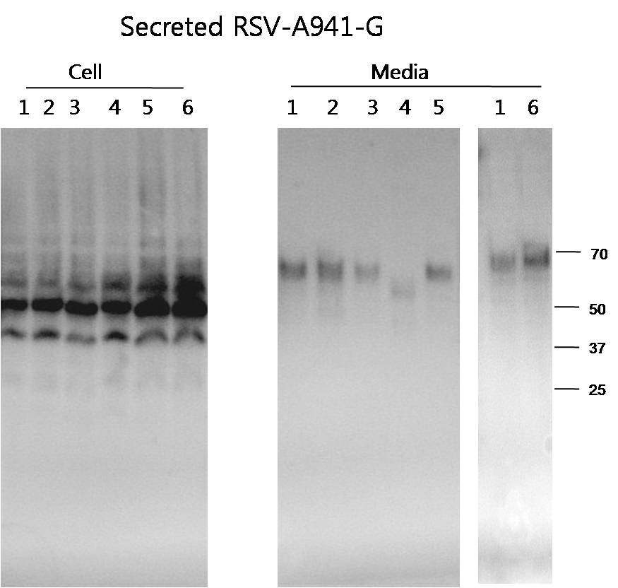 Figure 32. RSV-A941-G glycosylation pattern 분석