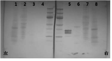 Figure 34. Western blot of negative mouse infection blood antibody(좌), FI-RSV induced positive antibody(우)