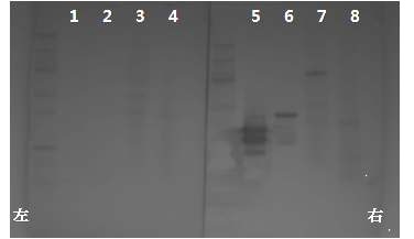 Figure 35. Western blot of E. coli mouse infection blood antibody(좌), bac. Mouse infection blood antibody(우)