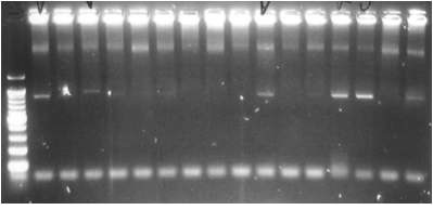 Figure 38. duplication으로 인한 shift된 PCR gel사진