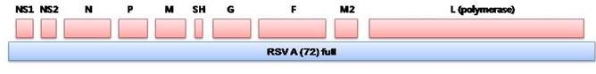 Figure 42. Genome structure of RSV A72