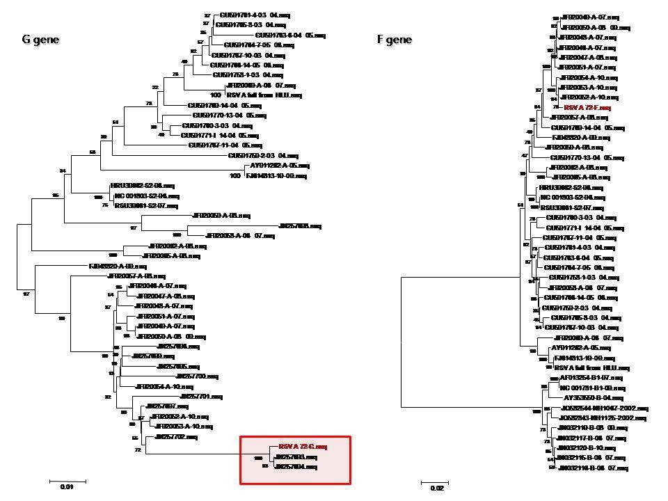 Figure 43. Phylogenetic tree based on G or F gene