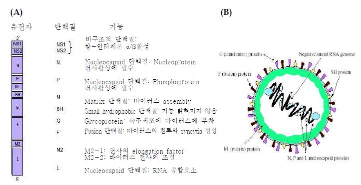 Figure. 1. RS 바이러스의 구조 및 RNA genome과, 단백질과 단백질의 기능