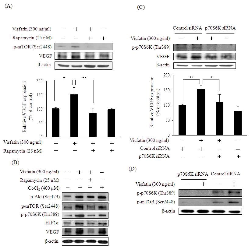 그림 3. Visfatin-treated HUVECs shows that the mTOR signaling pathway is involved in visfatin-induced expression of VEGF