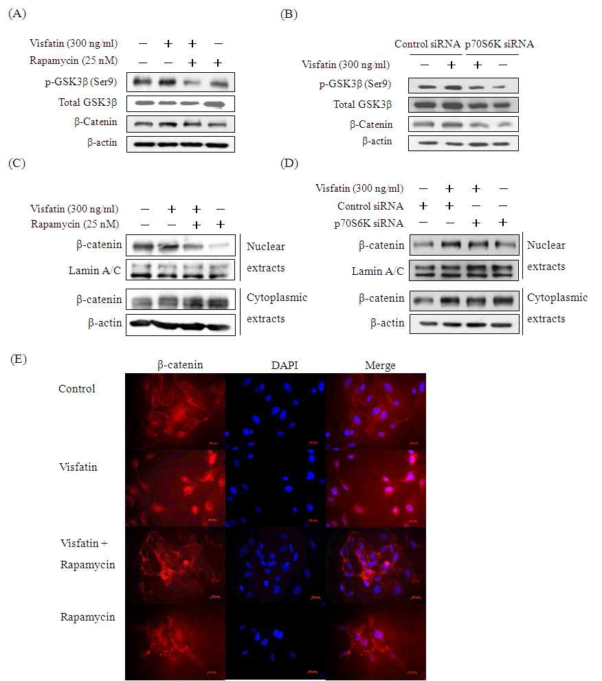 그림 4. Western blot (A?D) and immunocytochemical (E) analyses showing that the mTOR signaling pathway is involved in visfatin-induced inactivation of GSK3β and nuclear translocation of β-catenin