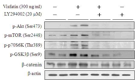 그림 6. The PI3-kinase/Akt signaling pathway is involved in visfatin-induced mTOR activation and GSK3 inactivation