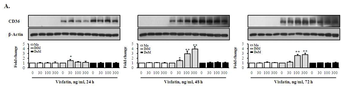 그림 12. Effect of visfatin on CD36 expression in THP-1 cells. A, western blot; B, FACS 분석; C, RNA level 분석