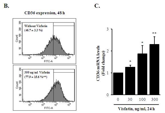 그림 12. Effect of visfatin on CD36 expression in THP-1 cells. A, western blot; B, FACS 분석; C, RNA level 분석