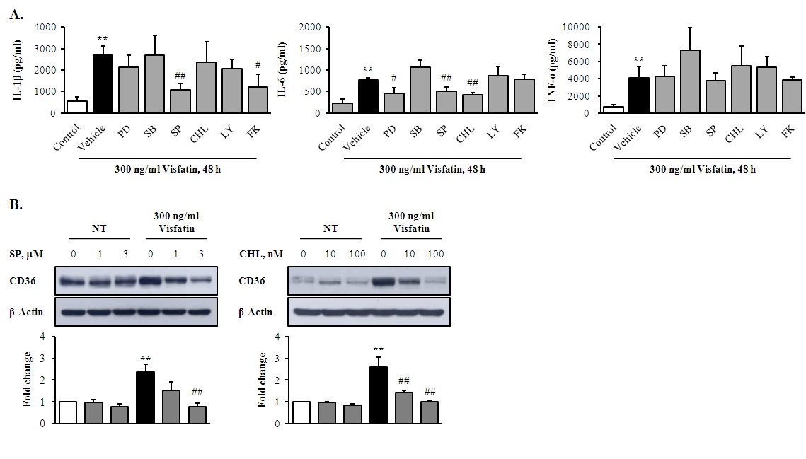 그림 19. Involvement of various signaling pathways in visfatin-induced cytokine secretion and CD36 expression