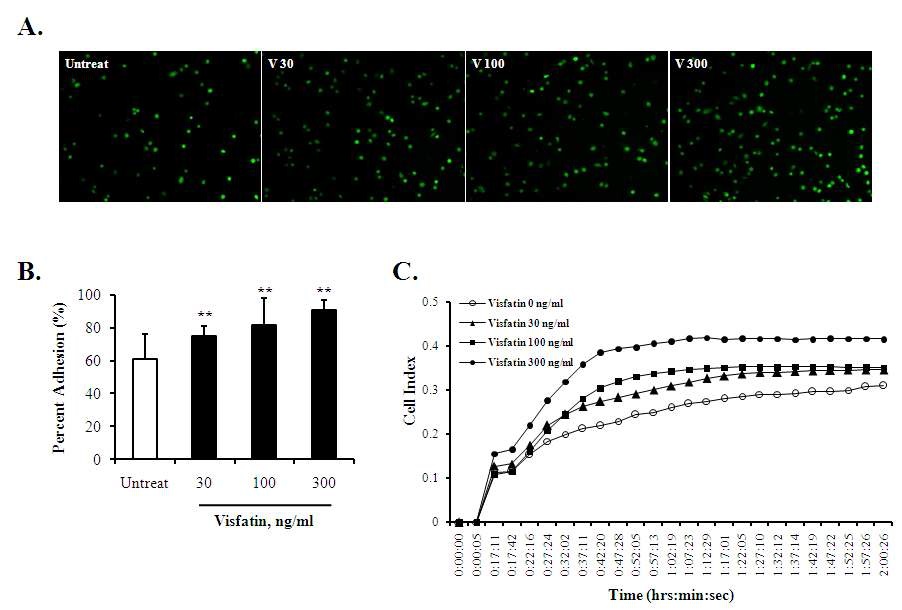 그림 20. Effect of visfatin on cell adhesion in PMA-stimulated THP-1 cells