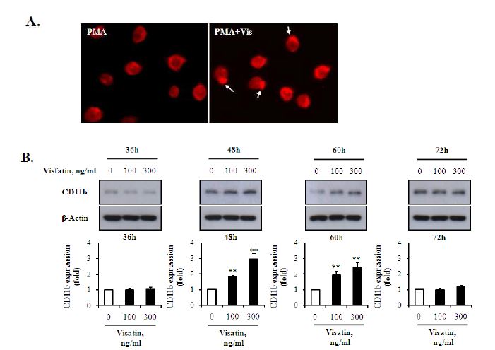 그림 22. Effect of visfatin on CD11b clustering and expression in PMA-stimulated THP-1 cells