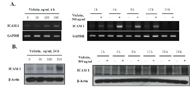 그림 27. Effect of visfatin on ICAM-1 expression in THP-1 monocytes