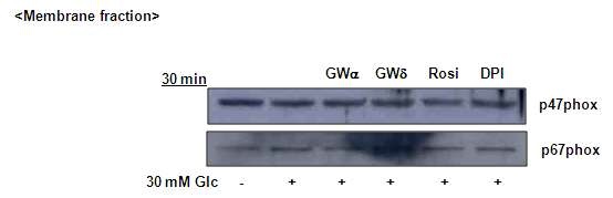 그림 6. 다양한 PPAR agonist들이 고농도 글루코스에 의한 NADPH oxidase 활성화에 미치는 영향 분석