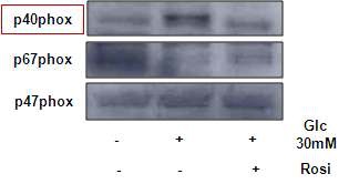 그림 8. Rosiglitazone이 고농도 Glc에 의해 증가된 NADPH oxidase 발현에 미치는 영향