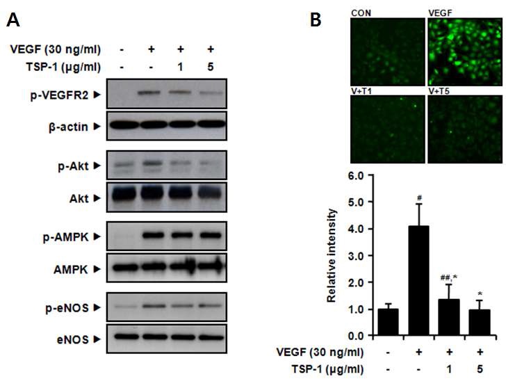 그림 20. VEGF로 증가된 VEGFR2/Akt/eNOS 인산화 (A)와 NO 생성 (B)에서 TSP-1의 억제효과