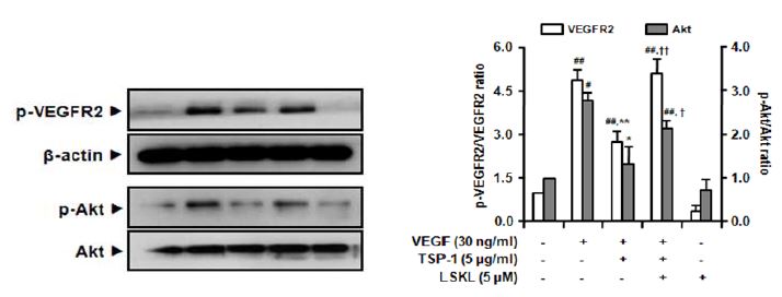 그림 21. TSP-1에 의한 VEGF로 증가된 VEGFR2/Akt 인산화 억제효과에 있어서 TSP-1 억제제인 LSKL의 효과
