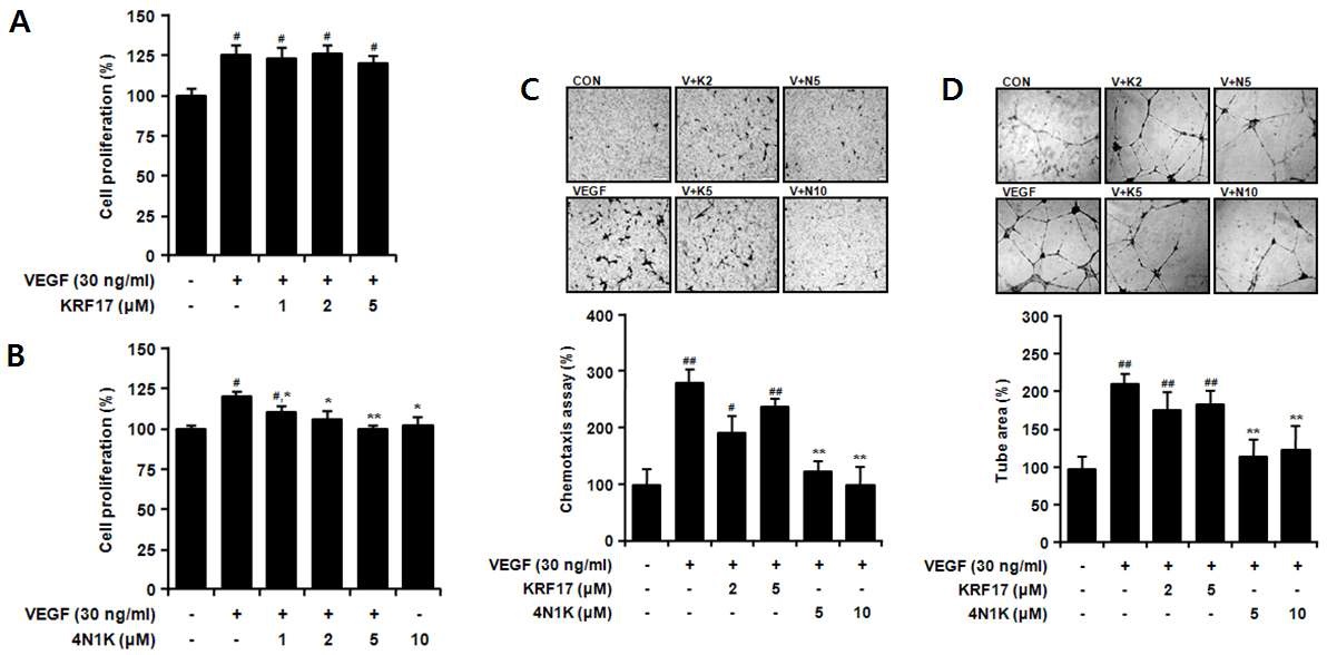 그림 22. VEGF로 증가된 혈관신생에서 KRF17, 4N1K에 따른 세포의 증식 (A, B), 이동 (C) 및 관 형성 (D) 억제 효과