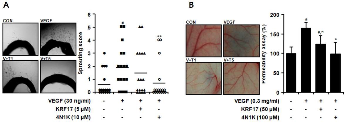 그림 23. VEGF로 증가된 ex vivo aortic ring sprouting (A)과 in vivo permeability (B)에서 KRF17과 4N1K의 억제효과