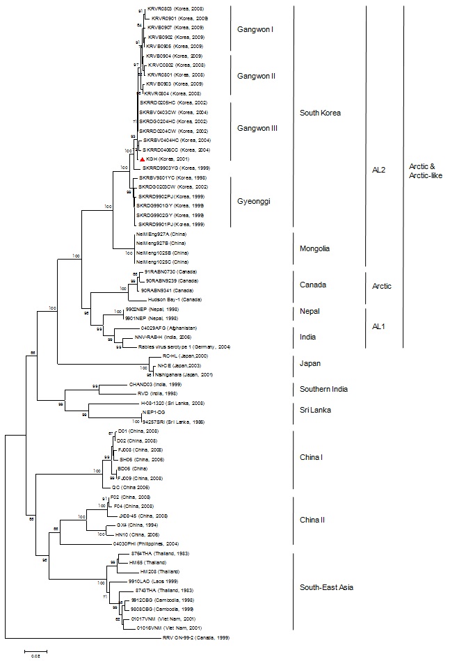 그림 4. 공수병바이러스 G 유전자를 비교한 phylogenetic tree