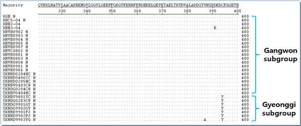 그림 5. 국내 동물 분리주와 N 유전자를 비교하여 394 aa에서 subgroup간의 차이 비교.