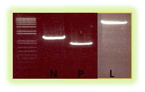그림 7. helper plasmids 제작을 위한 N, P, L 유전자의 coding sequence PCR