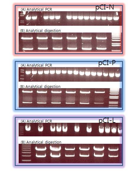 그림 8. pCI vector에 N, P, L 유전자 클로닝