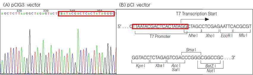 그림 10. pCIG3 vector는 G가 하나 첨가되도록 제작
