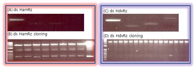 그림 12. HamRz, HdvRz를 pCIG3 vector에 클로닝하기 위해 double strand oligonucleotide 중합반응 및 클로닝 결과