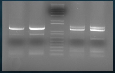 그림 17. BHKT7-9 세포에서 recovery된 재조합 KGH 바이러스의 RFLP 결과