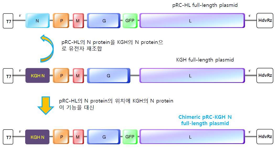 그림 16. pRC-HL의 N protein의 위치에 KGH의 N protein이 기능을 대신하고 다양한 mutagenesis를 통해 모바이러스와 차이를 비교하여 국내 분리주의 특성을 분석함.