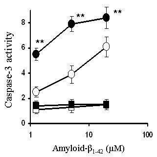(Fig. 1-4. IFN-γ increases Caspase-3 with Amyloidβ)