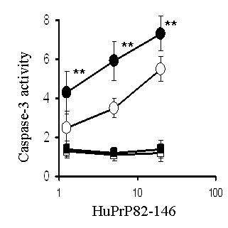 (Fig. 1-5. IFN-γ increases Caspase-3 with HuPrP)