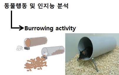 Fig. 3-1. 마우스의 ‘Burrowing activity’ 평가