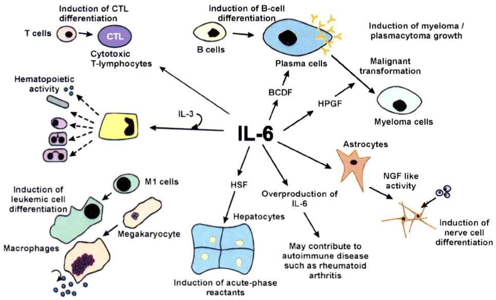 Fig. 3-2. IL-6의 생물학적 역할