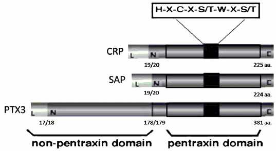 Fig. 3-4. Pentraxin family 구조