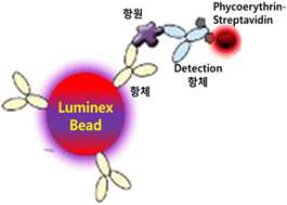 Fig. 3-8. Luminex ELISA의 원리