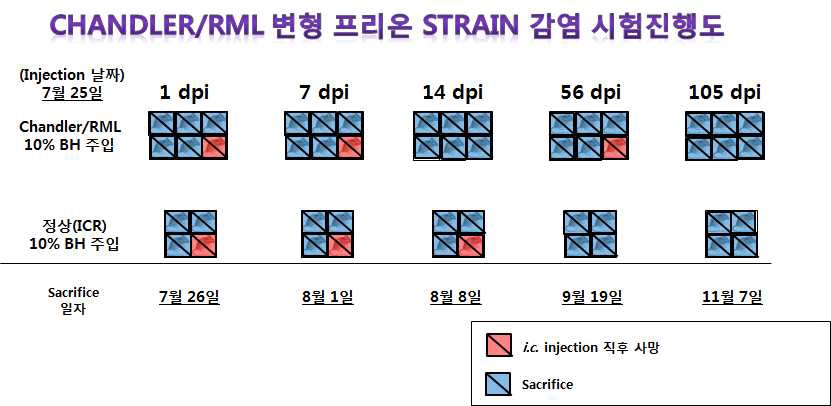Fig. 4-1. Progress of Chandler/RML prion Strain infection experiment