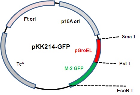 그림 5. pKK214-GFP plasmid 모식도