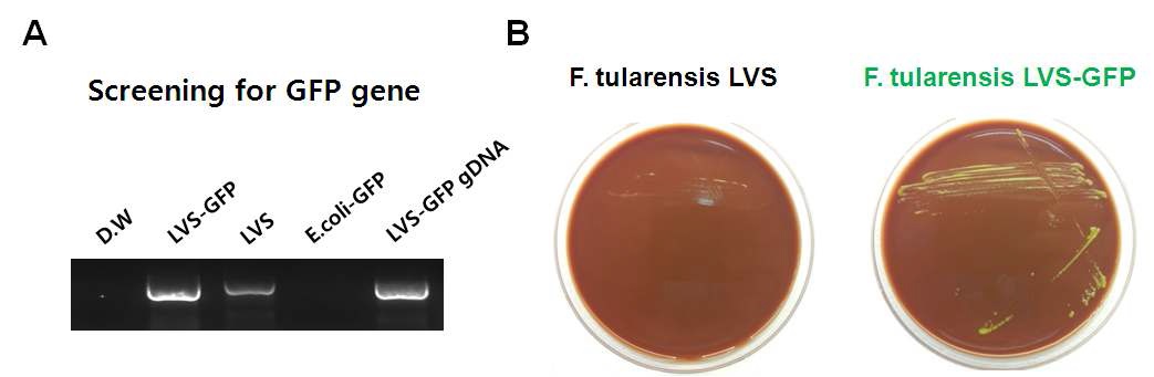 그림 6. (A) Francisella tularensis LVS-GFP 균주의 GFP 유전자 확인 (B) chocolate 배지에 배양된 Francisella tularensis LVS 및 Francisella tularensis LVS-GFP 균주의 colony