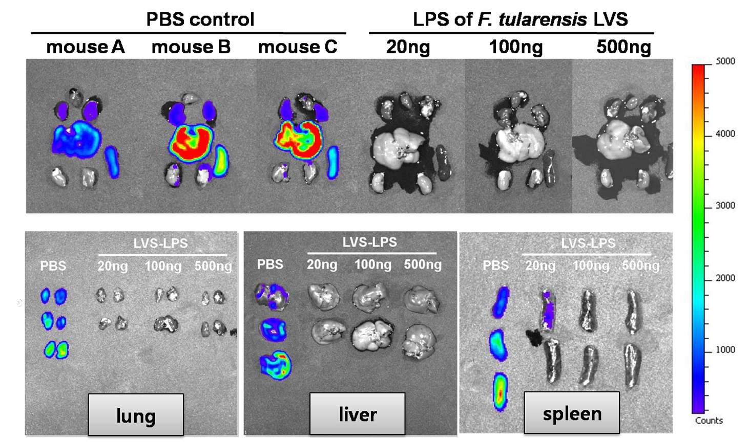 그림 16. 야토균 유래 LPS에 대한 야토백신으로서의 효능 확인