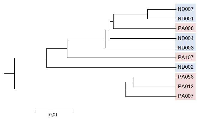 그림 10. Dendrogram phylogenetic tree based on UPMGA