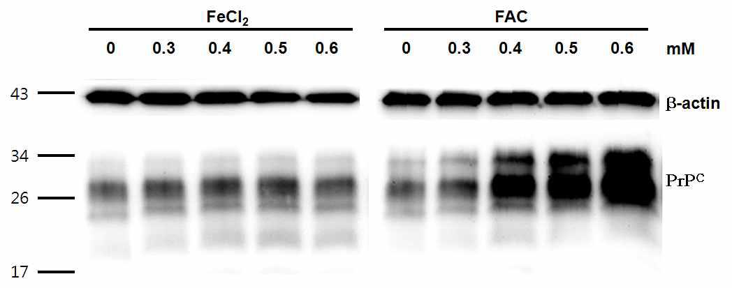 금속 이온에 따른 GT1-7 세포 내 발현 프리온 단백질의 양 측정