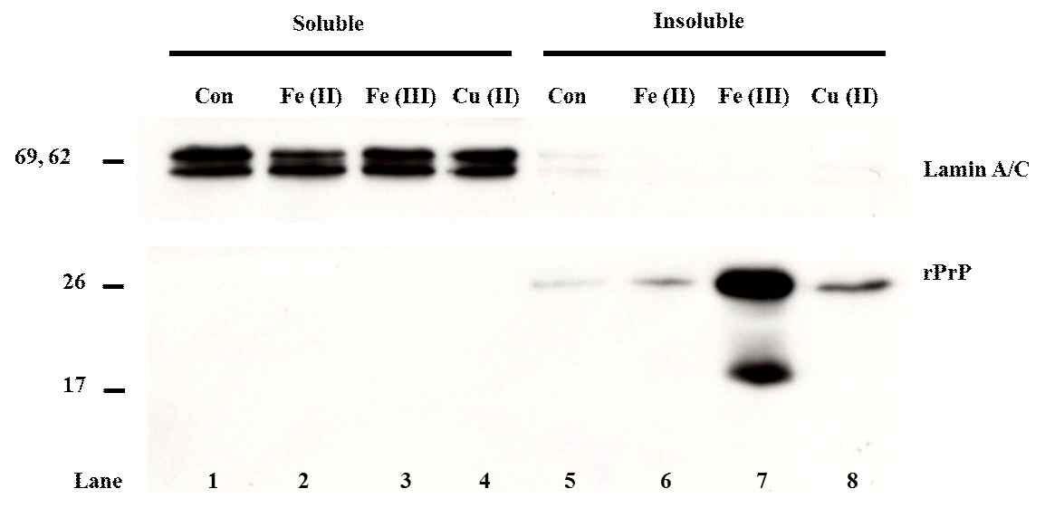 세포 내 유입 단백질의 detergent solubility 확인