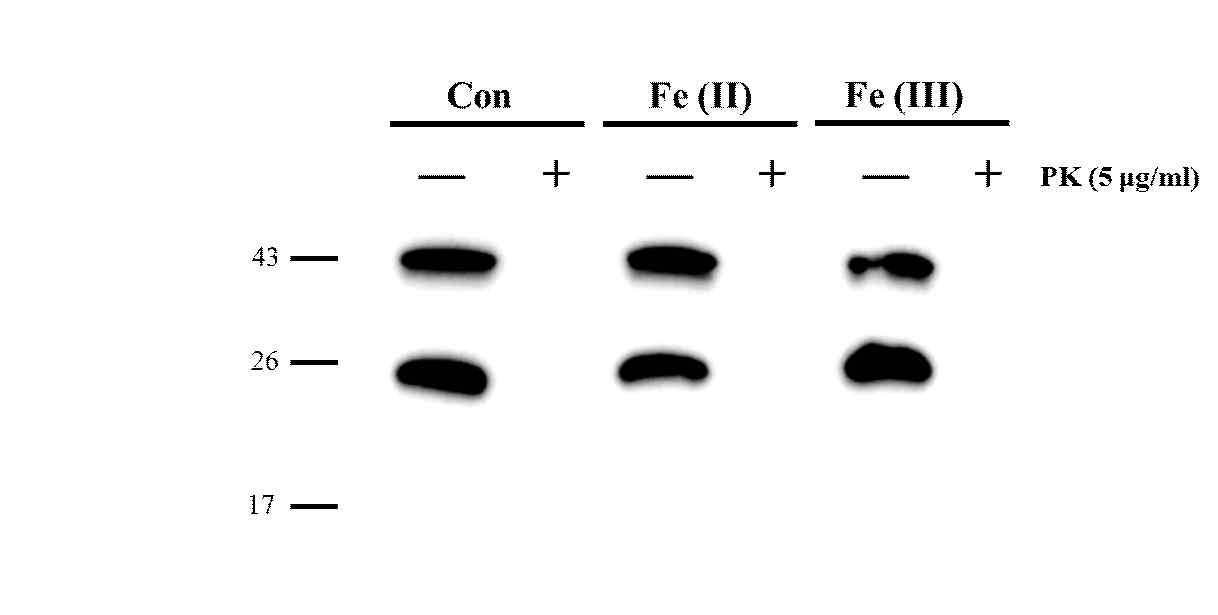 cell lysate와 반응 한 프리온 단백질의PK 분해에 대한 저항성 확인
