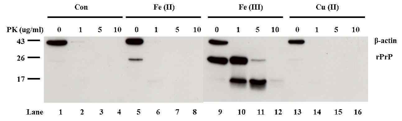 세포 내 프리온 단백질의 Proteinase K 분해에 대한 저항성 확인