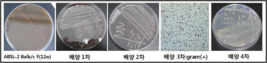 Fig. 33. Results of microbiological dection test for Balb/c mice in ABSL-2 area