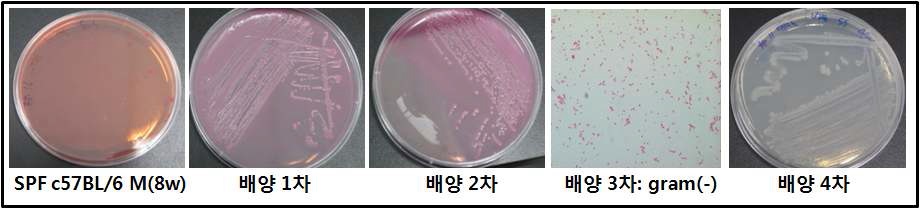 Fig. 35. Results of microbiological dection test for C57BL/6 mice in SPF area